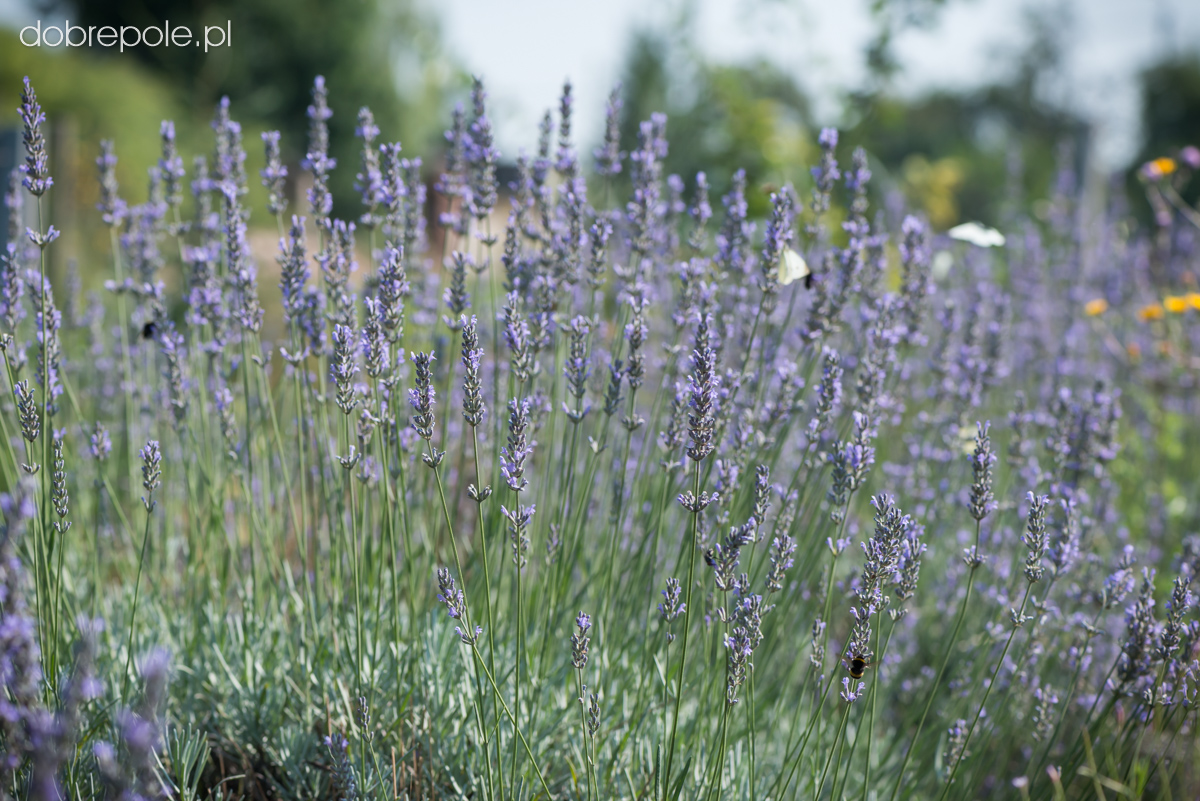 Szkółka Bylin Dobrepole Lavandula x intermedia "Grappenhall