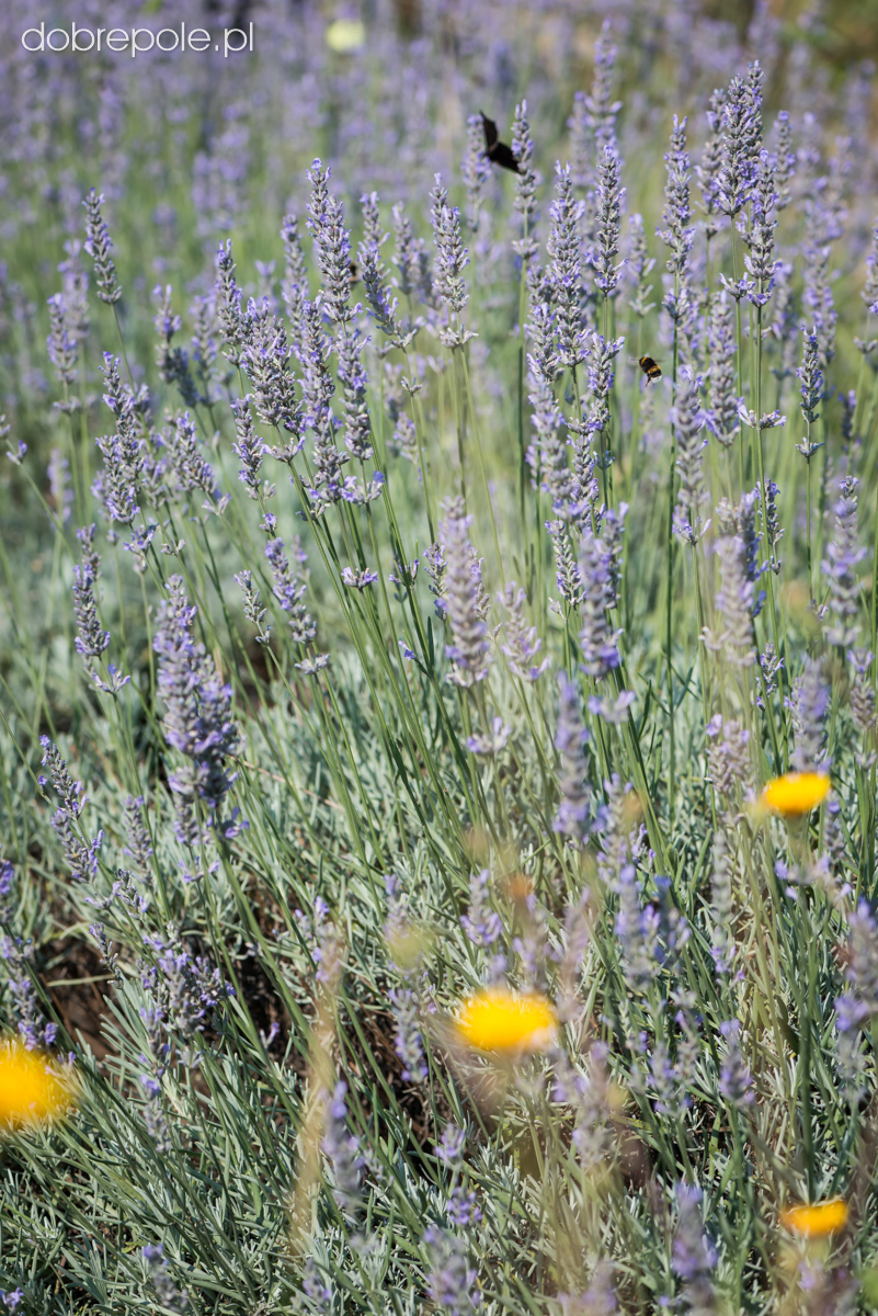 Szkółka Bylin Dobrepole Lavandula x intermedia "Grappenhall