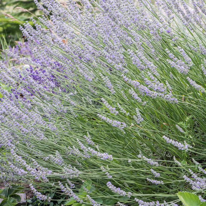Szkółka Bylin Dobrepole Lavandula x intermedia "Grappenhall