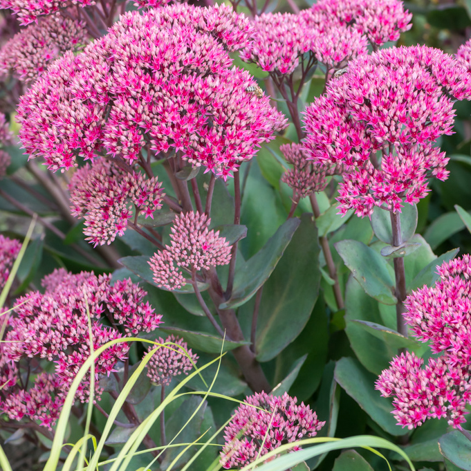 Szkółka Bylin Dobrepole - Sedum telephium &ldquo;Seduction Green-Pink