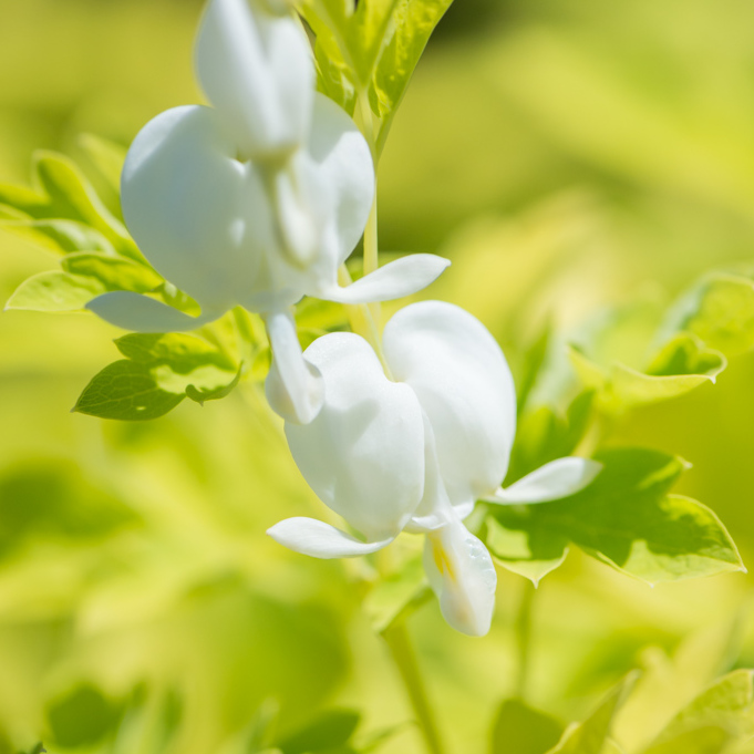 Szkółka Bylin Dobrepole Dicentra spectabilis "White Gold" serduszka