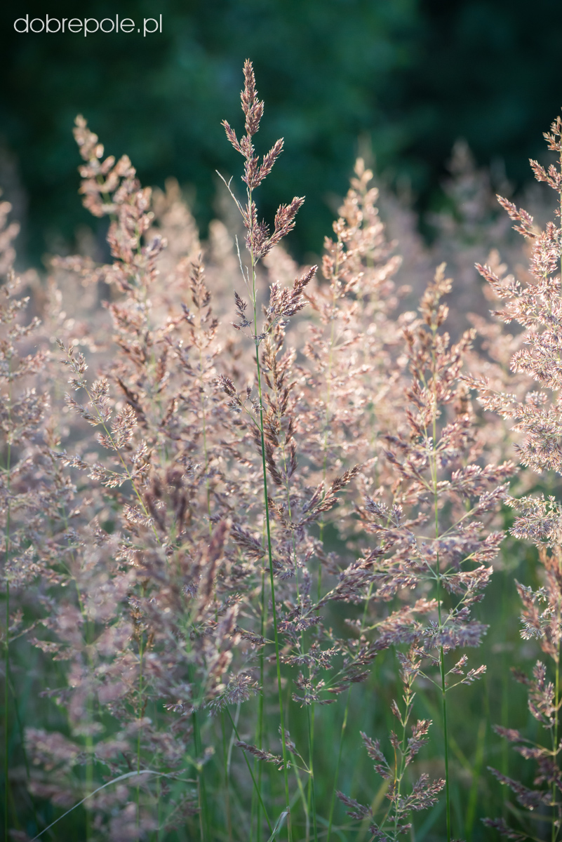Szkółka Bylin Dobrepole Calamagrostis epigejos trzcinnik piaskowy