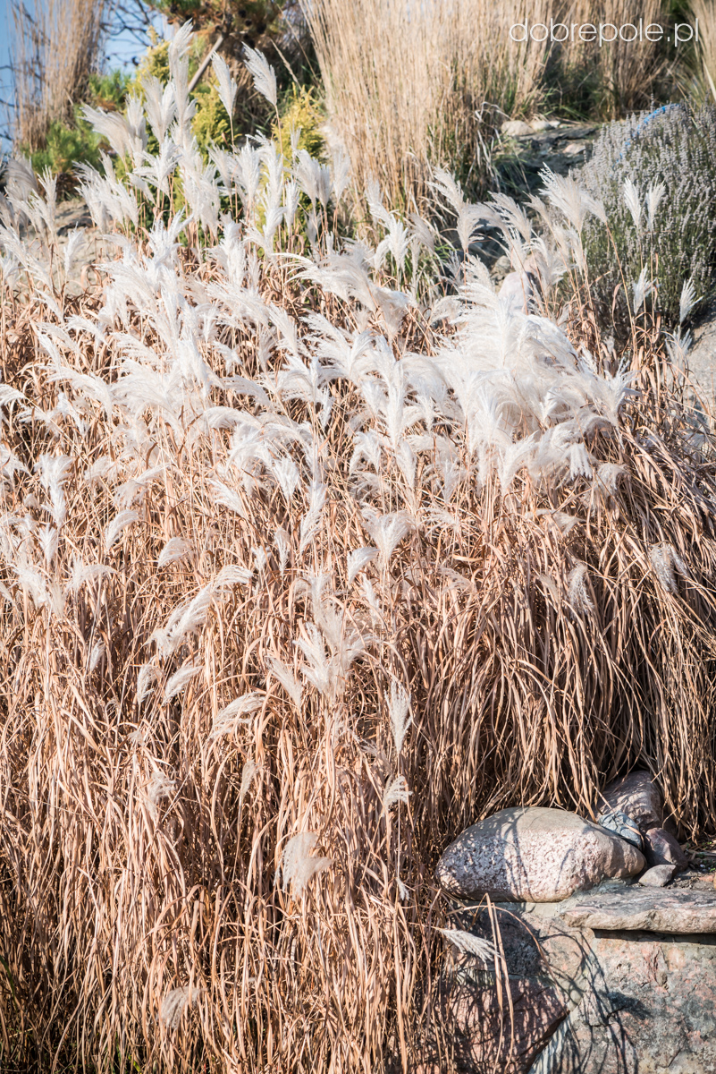 Szkółka Bylin Dobrepole Miscanthus sacchariflorus miskant cukrowy