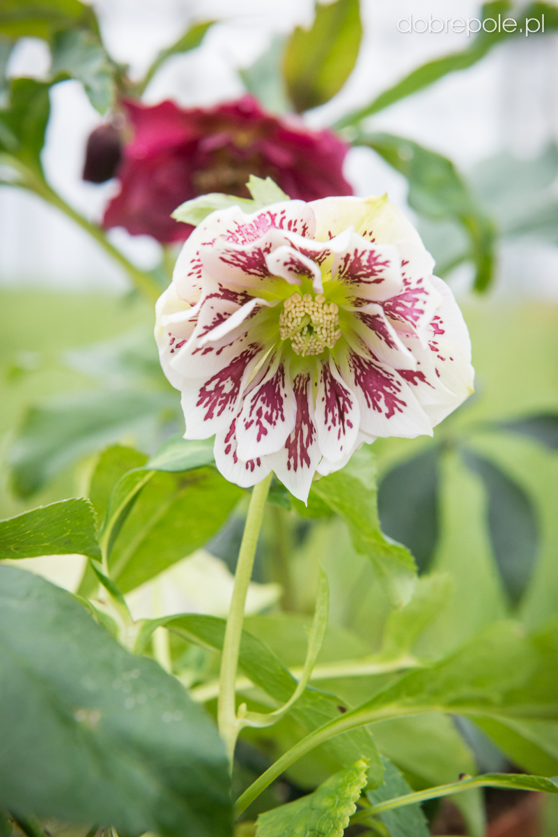 Szkółka Bylin Dobrepole Helleborus orientalis "Double Ellen White