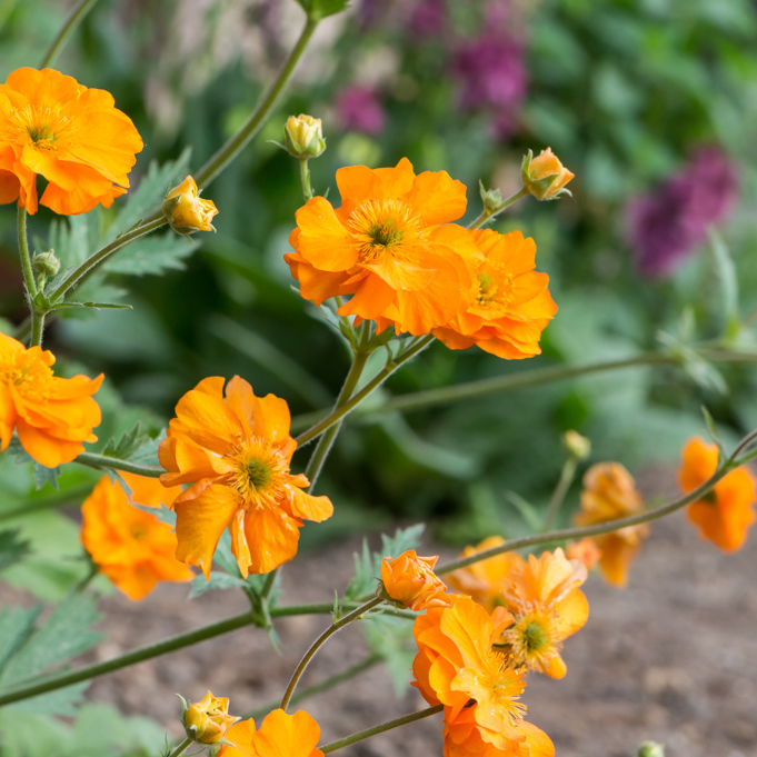 Szkolka Bylin Dobrepole Geum Fire Storm Kuklik