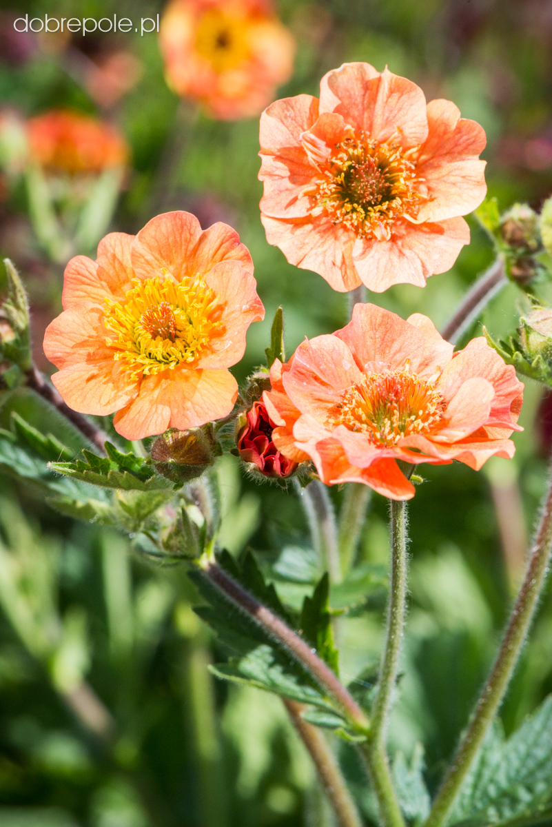 Szk ka Bylin Dobrepole Geum Totally Tangerine Kuklik szk-ka-bylin-dobrepole-geum-totally-tangerine-kuklik