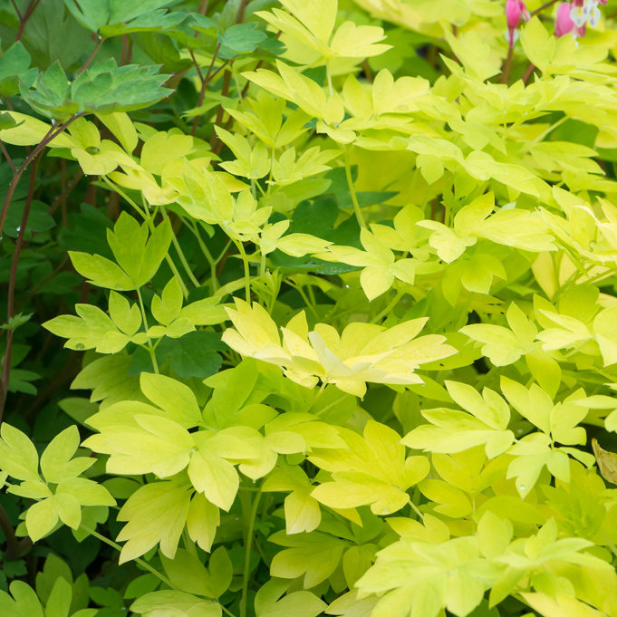 Szkółka Bylin Dobrepole - Dicentra spectabilis "Gold Heart" - serduszka okazała