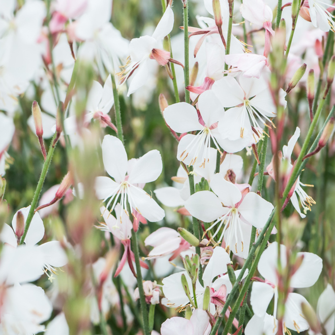 szk-ka-bylin-dobrepole-gaura-lindheimeri-geyser-white-gaura
