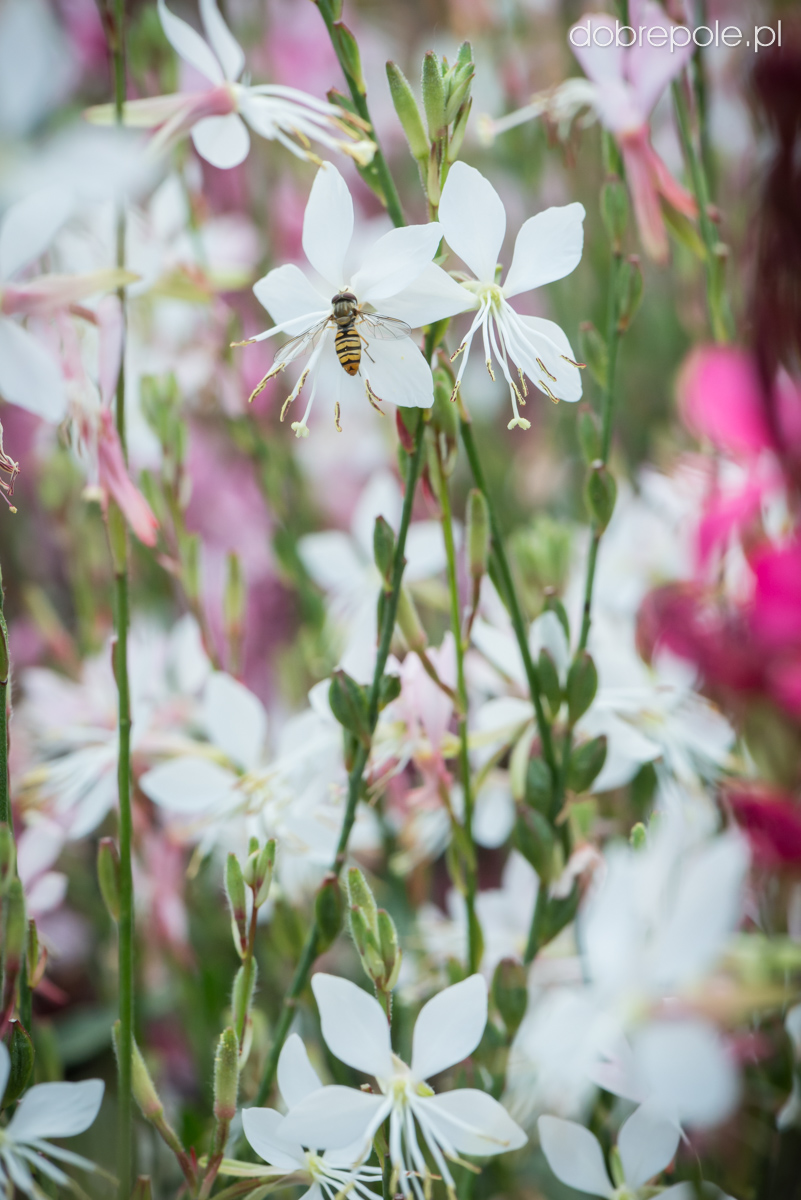 Szkółka Bylin Dobrepole - Gaura lindheimeri "Graceful ...